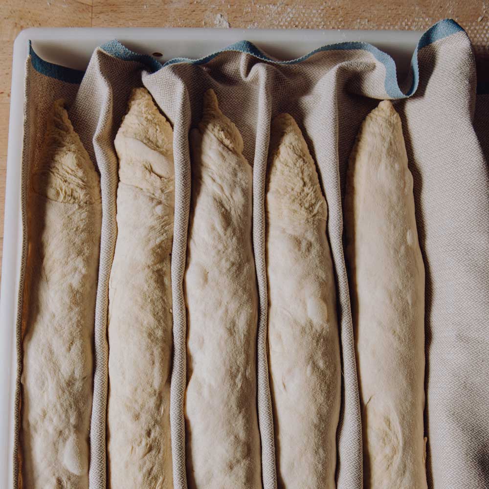 Mehrere Baguetteteiglinge liegen zum Ruhen nebeneinander in Falten eines Bäckerleinen